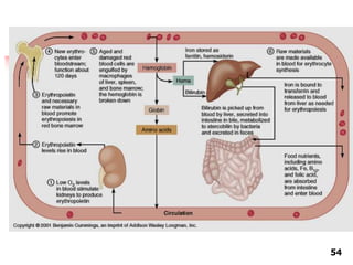 physiology of blood | PPTX