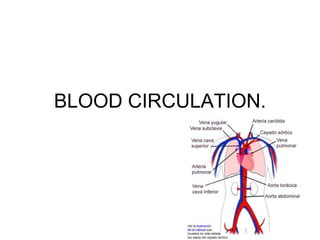 BLOOD CIRCULATION.
 