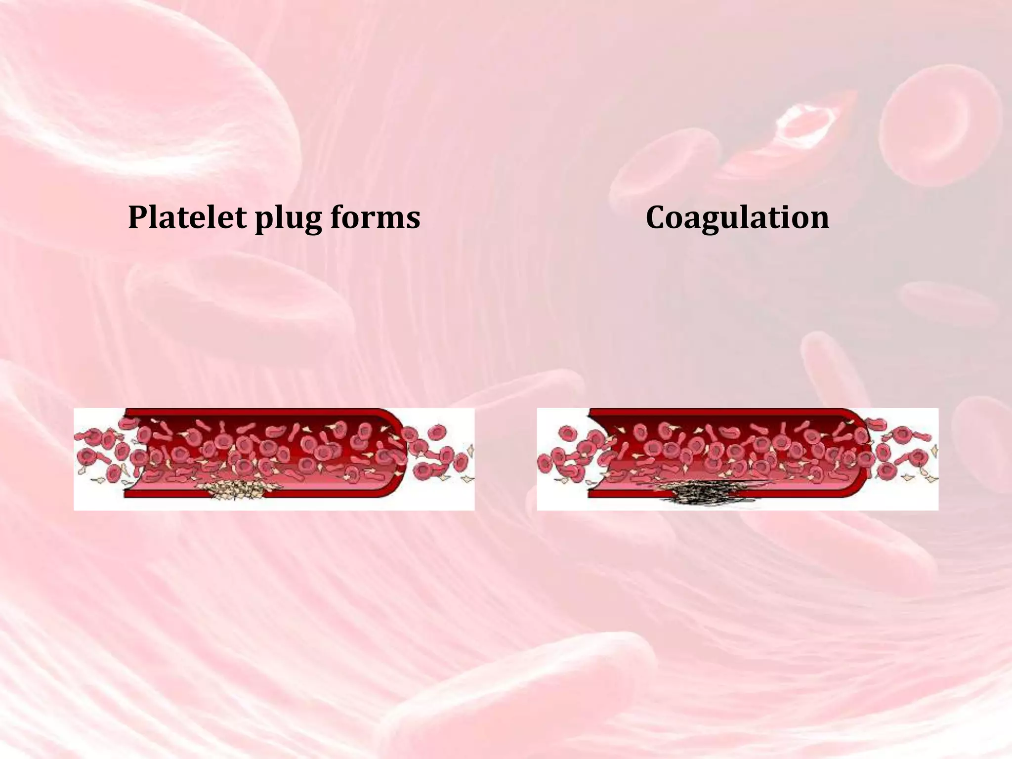 Blood | PPTX