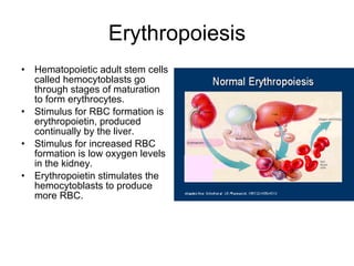 Erythropoiesis Hematopoietic adult stem cells called hemocytoblasts go through stages of maturation to form erythrocytes. Stimulus for RBC formation is erythropoietin, produced continually by the liver. Stimulus for increased RBC formation is low oxygen levels in the kidney. Erythropoietin stimulates the hemocytoblasts to produce more RBC. 