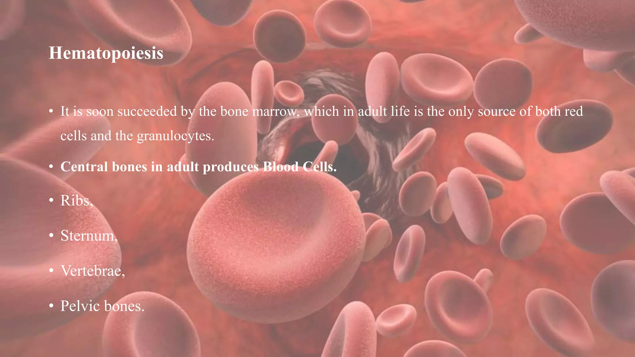 Hematopoiesis
• It is soon succeeded by the bone marrow, which in adult life is the only source of both red
cells and the granulocytes.
• Central bones in adult produces Blood Cells.
• Ribs,
• Sternum,
• Vertebrae,
• Pelvic bones.
 