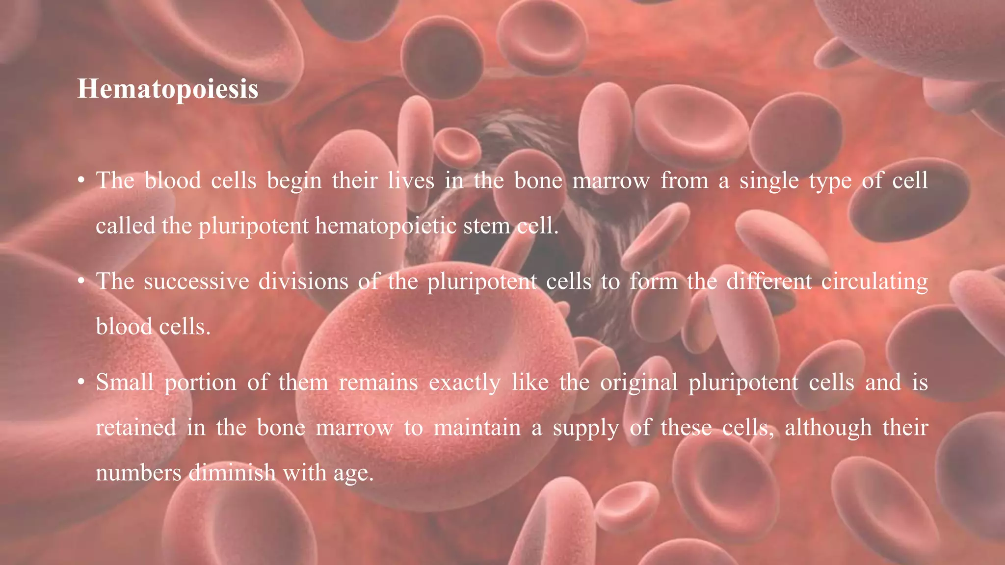 Hematopoiesis
• The blood cells begin their lives in the bone marrow from a single type of cell
called the pluripotent hematopoietic stem cell.
• The successive divisions of the pluripotent cells to form the different circulating
blood cells.
• Small portion of them remains exactly like the original pluripotent cells and is
retained in the bone marrow to maintain a supply of these cells, although their
numbers diminish with age.
 