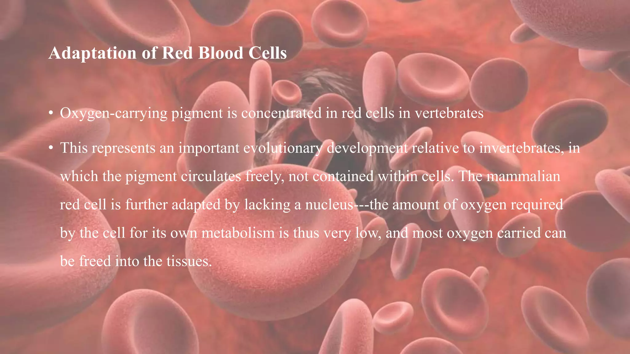 Adaptation of Red Blood Cells
• Oxygen-carrying pigment is concentrated in red cells in vertebrates
• This represents an important evolutionary development relative to invertebrates, in
which the pigment circulates freely, not contained within cells. The mammalian
red cell is further adapted by lacking a nucleus---the amount of oxygen required
by the cell for its own metabolism is thus very low, and most oxygen carried can
be freed into the tissues.
 