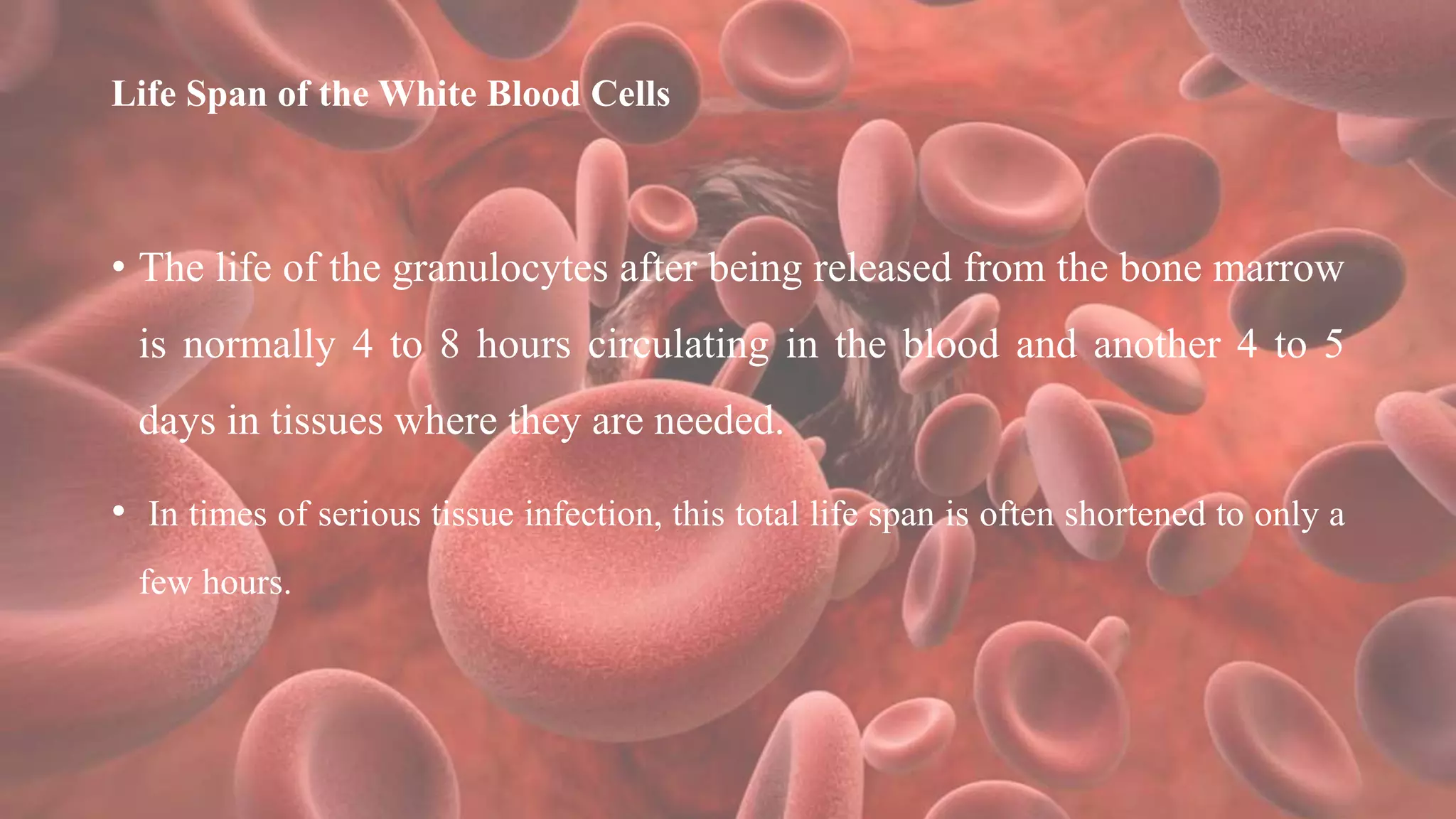 Life Span of the White Blood Cells
• The life of the granulocytes after being released from the bone marrow
is normally 4 to 8 hours circulating in the blood and another 4 to 5
days in tissues where they are needed.
• In times of serious tissue infection, this total life span is often shortened to only a
few hours.
 
