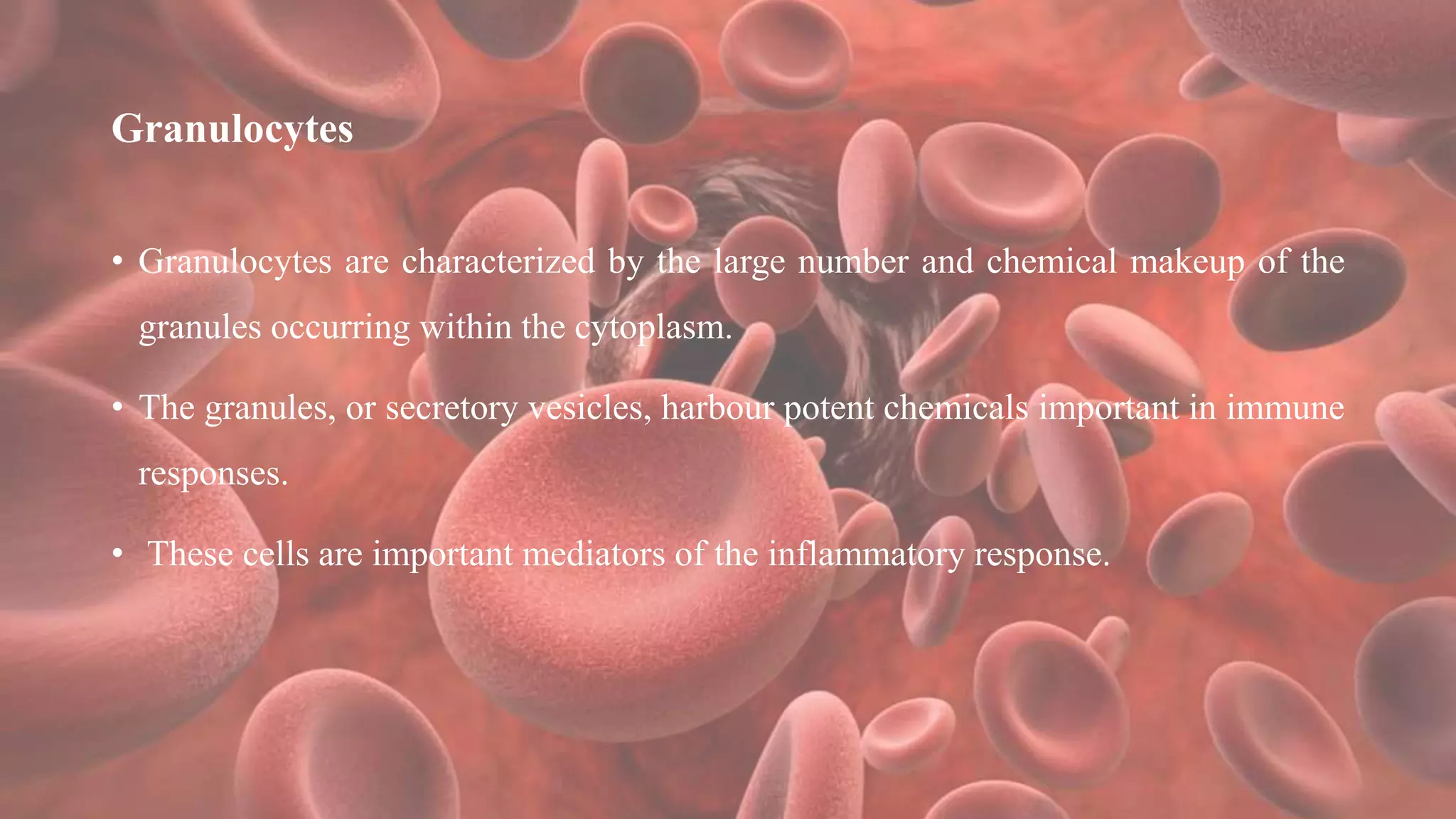 Granulocytes
• Granulocytes are characterized by the large number and chemical makeup of the
granules occurring within the cytoplasm.
• The granules, or secretory vesicles, harbour potent chemicals important in immune
responses.
• These cells are important mediators of the inflammatory response.
 