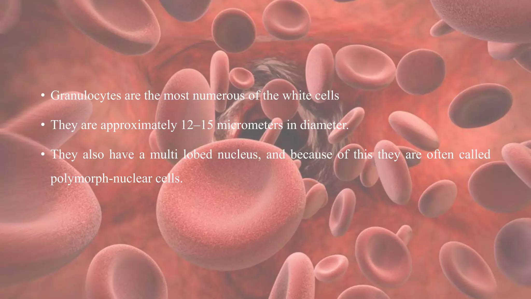 • Granulocytes are the most numerous of the white cells
• They are approximately 12–15 micrometers in diameter.
• They also have a multi lobed nucleus, and because of this they are often called
polymorph-nuclear cells.
 