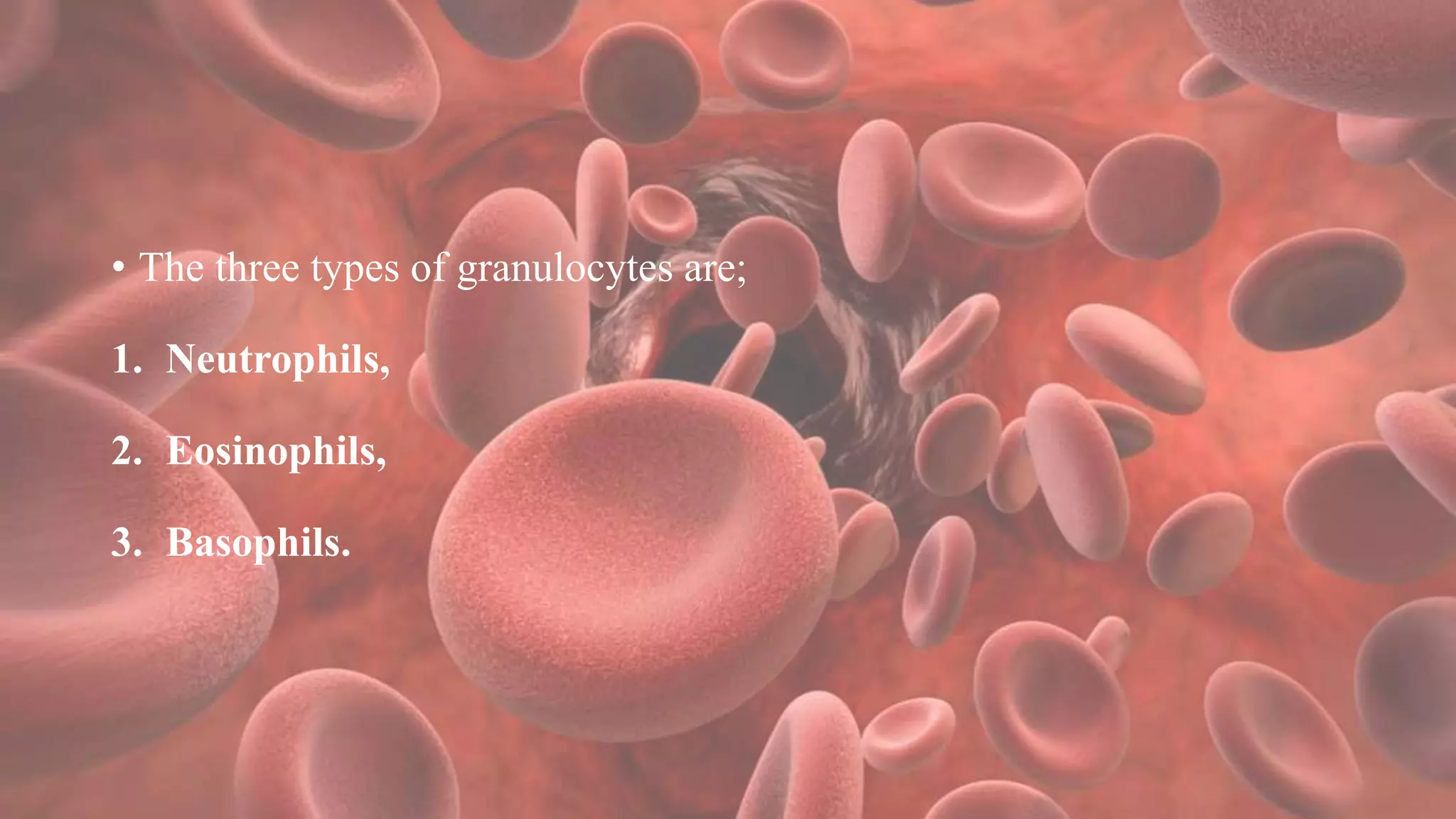 • The three types of granulocytes are;
1. Neutrophils,
2. Eosinophils,
3. Basophils.
 