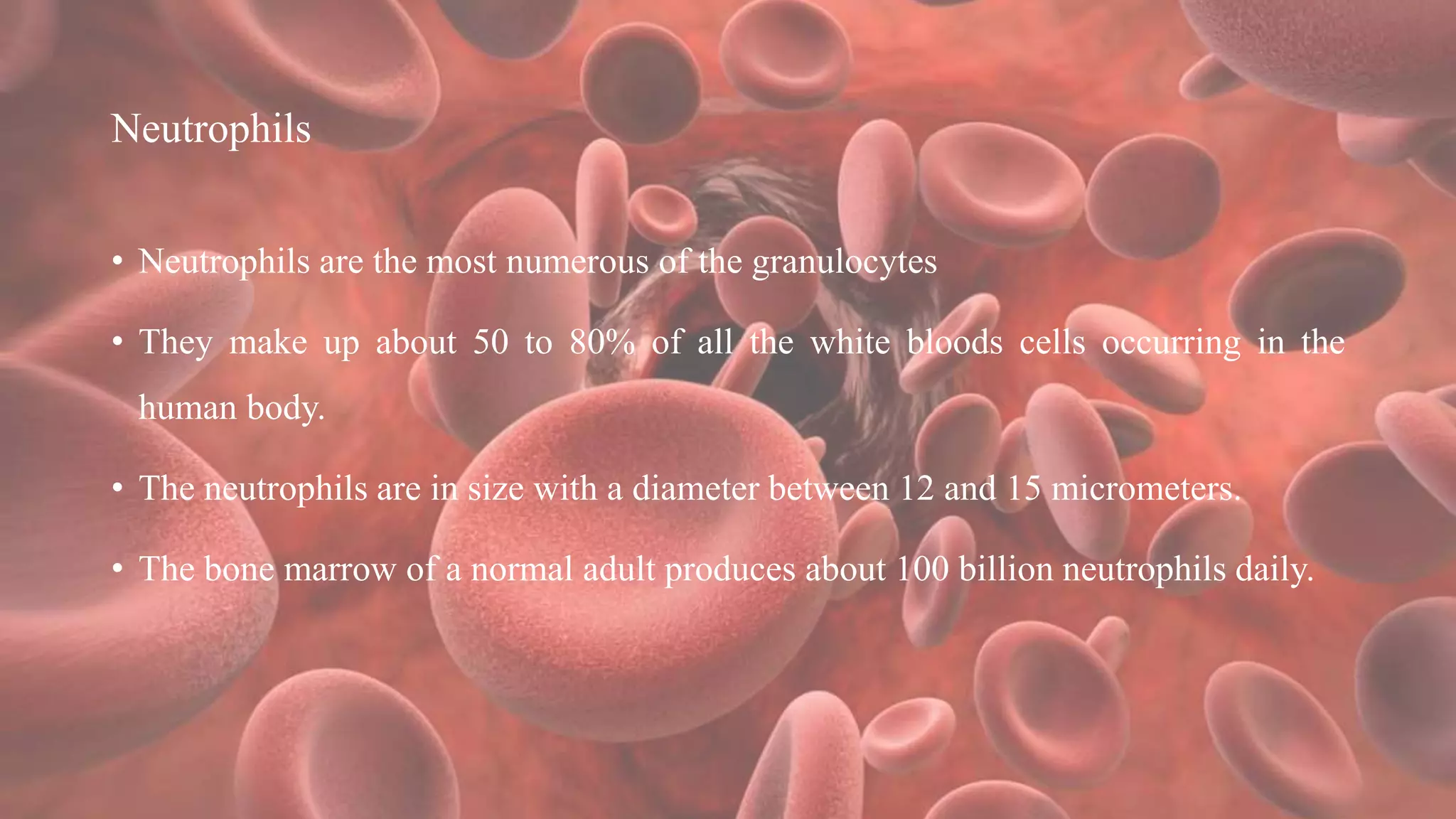 Neutrophils
• Neutrophils are the most numerous of the granulocytes
• They make up about 50 to 80% of all the white bloods cells occurring in the
human body.
• The neutrophils are in size with a diameter between 12 and 15 micrometers.
• The bone marrow of a normal adult produces about 100 billion neutrophils daily.
 