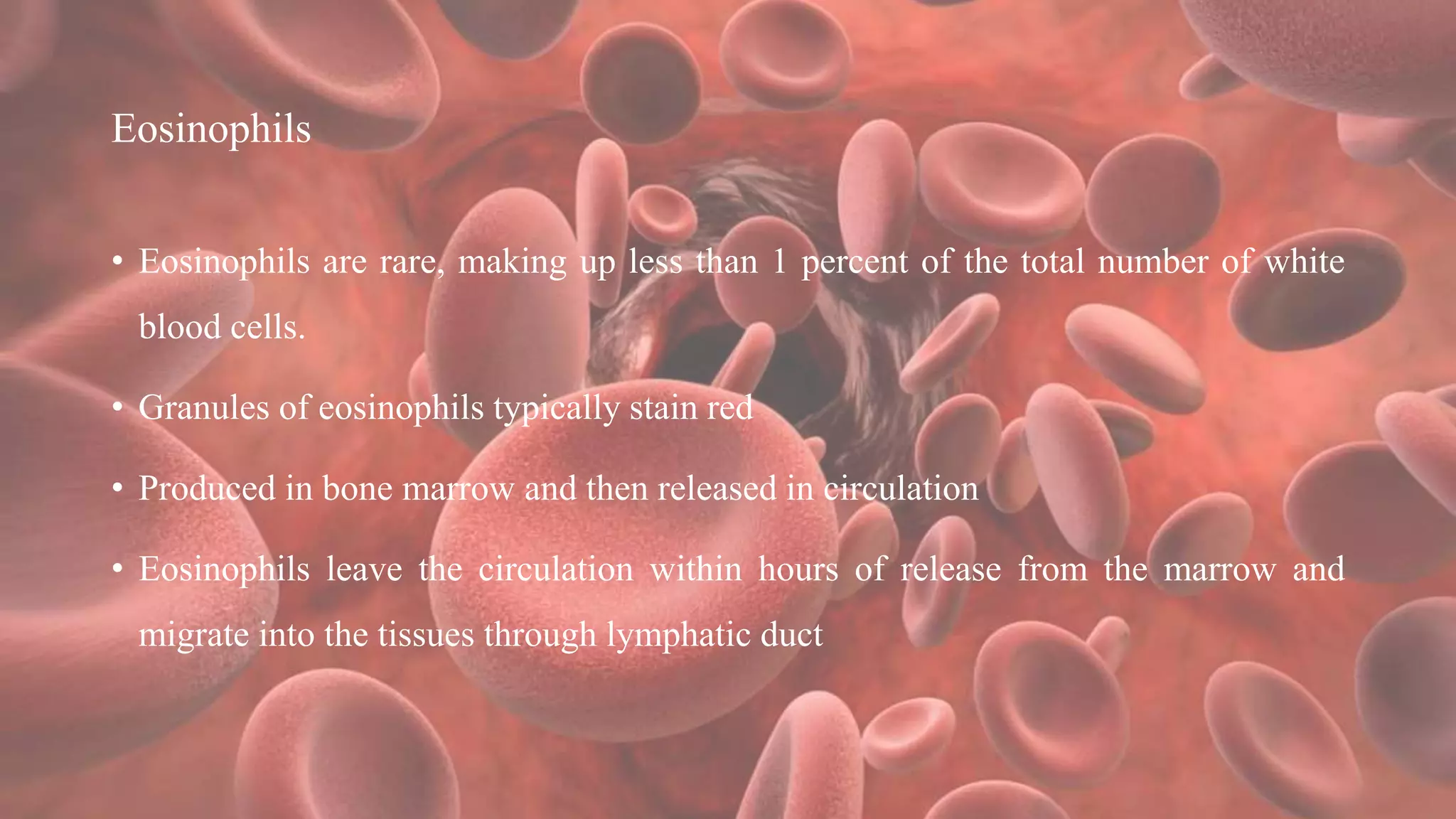 Eosinophils
• Eosinophils are rare, making up less than 1 percent of the total number of white
blood cells.
• Granules of eosinophils typically stain red
• Produced in bone marrow and then released in circulation
• Eosinophils leave the circulation within hours of release from the marrow and
migrate into the tissues through lymphatic duct
 