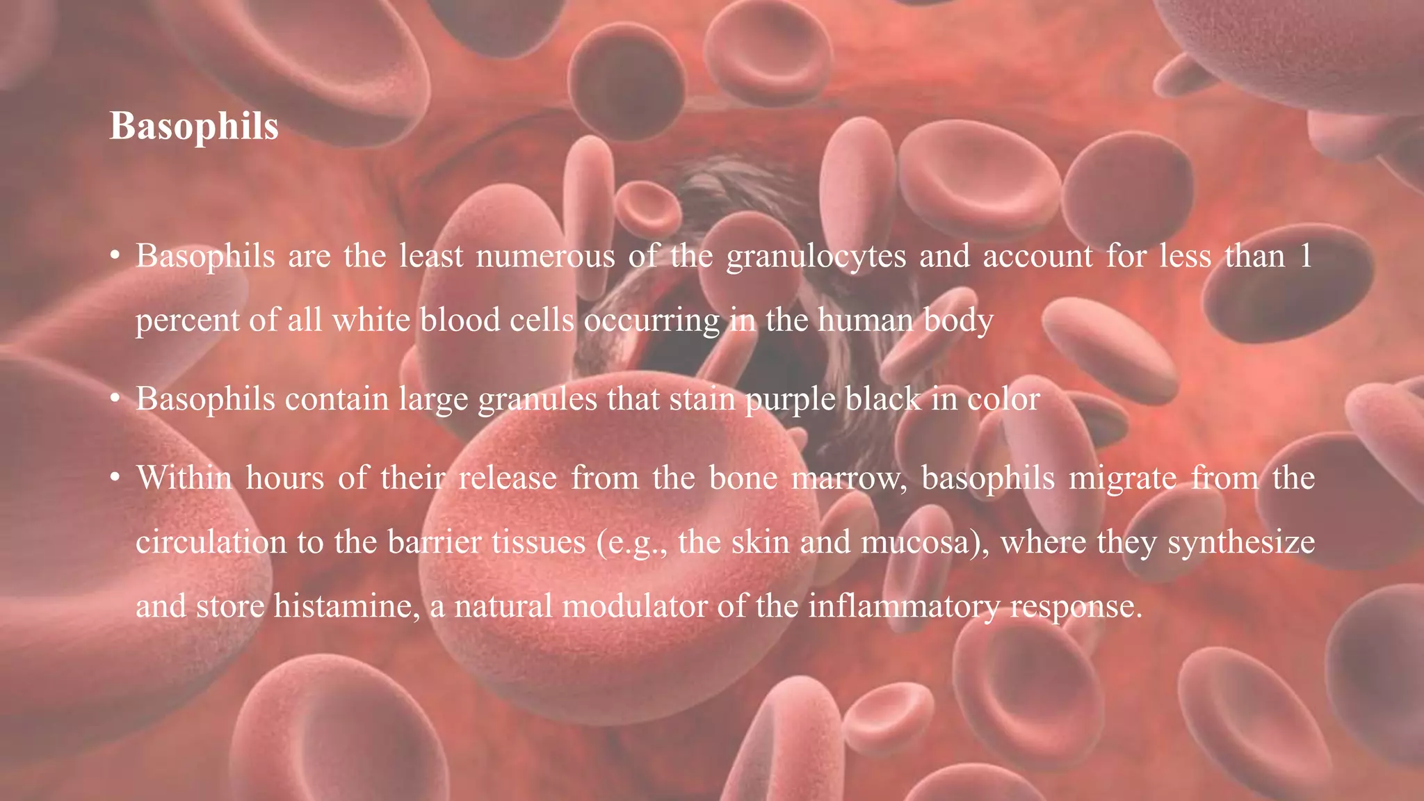 Basophils
• Basophils are the least numerous of the granulocytes and account for less than 1
percent of all white blood cells occurring in the human body
• Basophils contain large granules that stain purple black in color
• Within hours of their release from the bone marrow, basophils migrate from the
circulation to the barrier tissues (e.g., the skin and mucosa), where they synthesize
and store histamine, a natural modulator of the inflammatory response.
 