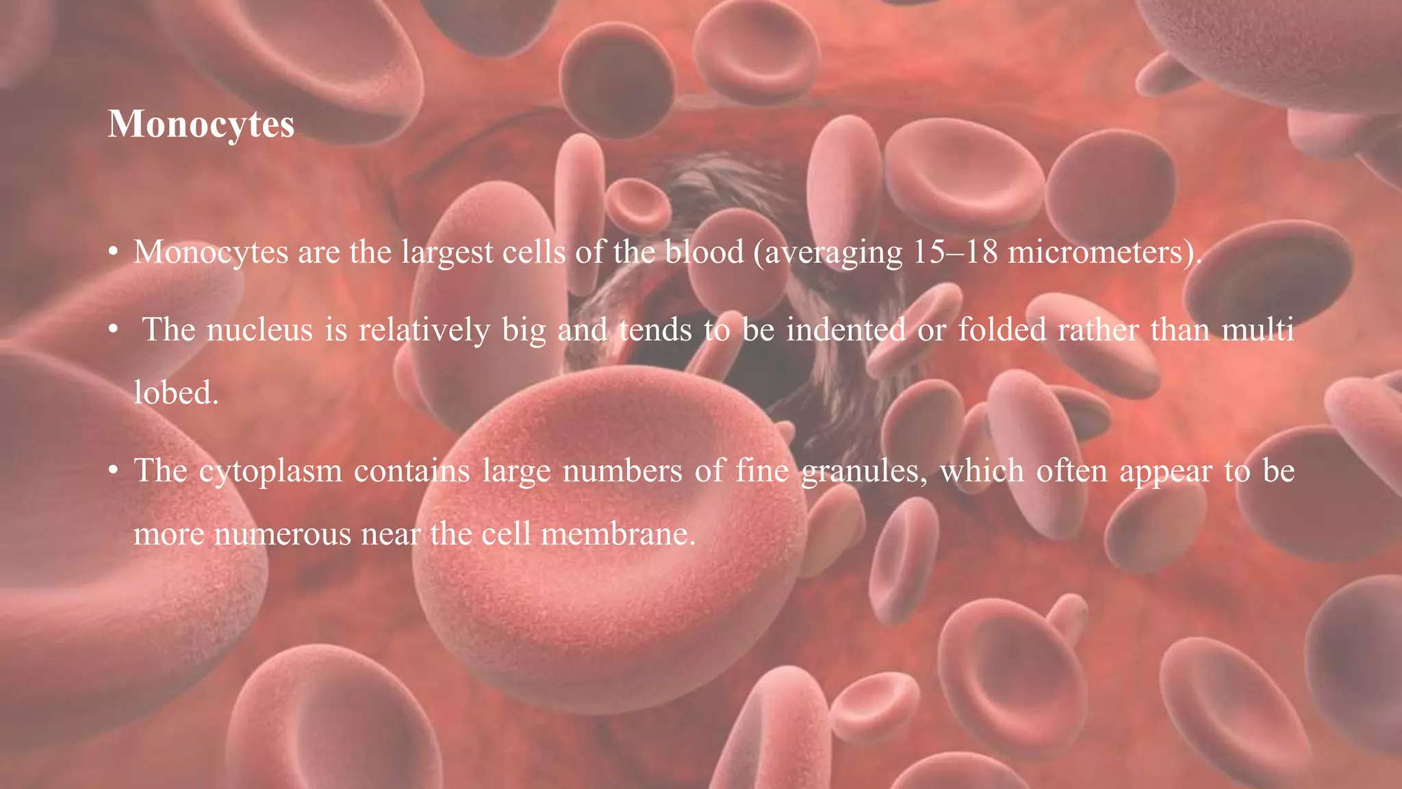 Monocytes
• Monocytes are the largest cells of the blood (averaging 15–18 micrometers).
• The nucleus is relatively big and tends to be indented or folded rather than multi
lobed.
• The cytoplasm contains large numbers of fine granules, which often appear to be
more numerous near the cell membrane.
 