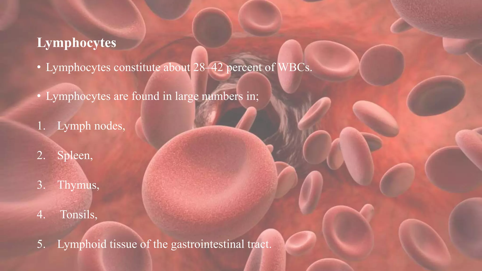 Lymphocytes
• Lymphocytes constitute about 28–42 percent of WBCs.
• Lymphocytes are found in large numbers in;
1. Lymph nodes,
2. Spleen,
3. Thymus,
4. Tonsils,
5. Lymphoid tissue of the gastrointestinal tract.
 