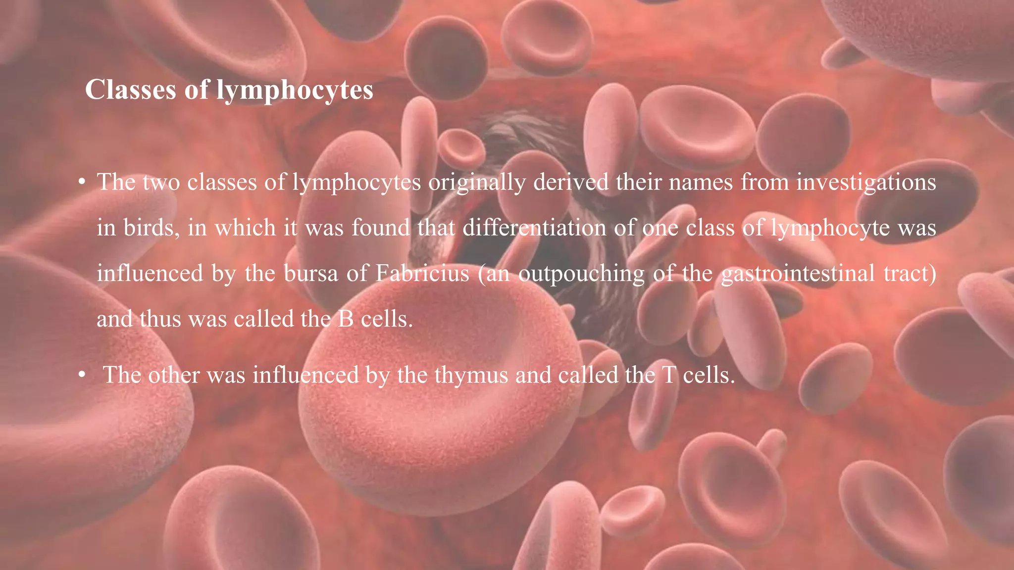 Classes of lymphocytes
• The two classes of lymphocytes originally derived their names from investigations
in birds, in which it was found that differentiation of one class of lymphocyte was
influenced by the bursa of Fabricius (an outpouching of the gastrointestinal tract)
and thus was called the B cells.
• The other was influenced by the thymus and called the T cells.
 