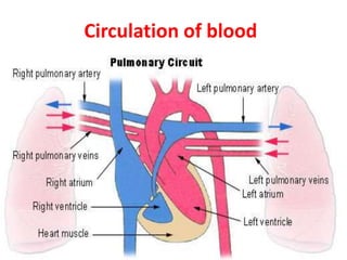 Circulation of blood
 