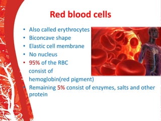 Red blood cells
• Also called erythrocytes
• Biconcave shape
• Elastic cell membrane
• No nucleus
• 95% of the RBC
consist of
hemoglobin(red pigment)
• Remaining 5% consist of enzymes, salts and other
protein
 