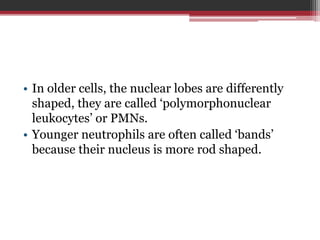 Polymorphonuclear Function Blood – anatomy and physio | PPTX