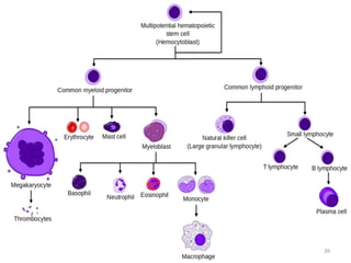 Blood and blood cells | PPTX