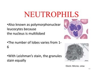 Blood and blood cells | PPTX