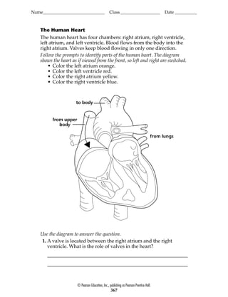 Name____________________________ Class__________________ Date __________
© Pearson Education, Inc., publishing as Pearson Prentice Hall.
367
The Human Heart
The human heart has four chambers: right atrium, right ventricle,
left atrium, and left ventricle. Blood flows from the body into the
right atrium. Valves keep blood flowing in only one direction.
Follow the prompts to identify parts of the human heart. The diagram
shows the heart as if viewed from the front, so left and right are switched.
• Color the left atrium orange.
• Color the left ventricle red.
• Color the right atrium yellow.
• Color the right ventricle blue.
to body
from upper
body
from lungs
Use the diagram to answer the question.
1. A valve is located between the right atrium and the right
ventricle. What is the role of valves in the heart?
 