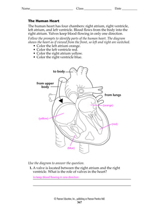 Name____________________________ Class__________________ Date __________
© Pearson Education, Inc., publishing as Pearson Prentice Hall.
367
The Human Heart
The human heart has four chambers: right atrium, right ventricle,
left atrium, and left ventricle. Blood flows from the body into the
right atrium. Valves keep blood flowing in only one direction.
Follow the prompts to identify parts of the human heart. The diagram
shows the heart as if viewed from the front, so left and right are switched.
• Color the left atrium orange.
• Color the left ventricle red.
• Color the right atrium yellow.
• Color the right ventricle blue.
to body
from upper
body
from lungs
(orange)
(red)
(blue)
(yellow)
Use the diagram to answer the question.
1. A valve is located between the right atrium and the right
ventricle. What is the role of valves in the heart?
to keep blood flowing in one direction
 