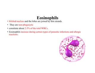 Eosinophils
• bilobed nucleus and the lobes are joined by thin strands.
• They are non-phagocytic
• constitute about 2-3% of the total WBCs.
• Eosinophils increase during certain types of parasitic infections and allergic
reactions.
 