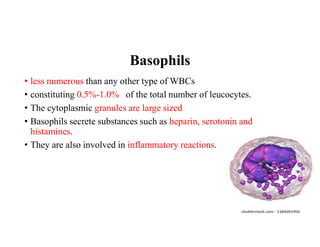 Basophils
• less numerous than any other type of WBCs
• constituting 0.5%-1.0% of the total number of leucocytes.
• The cytoplasmic granules are large sized
• Basophils secrete substances such as heparin, serotonin and
histamines.
• They are also involved in inflammatory reactions.
 