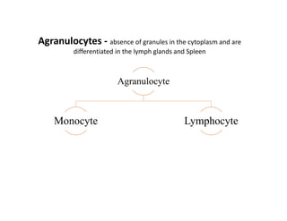Agranulocyte
Monocyte Lymphocyte
Agranulocytes - absence of granules in the cytoplasm and are
differentiated in the lymph glands and Spleen
 