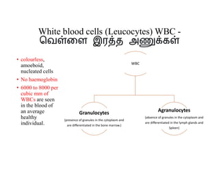 White blood cells (Leucocytes) WBC -
ெவ ைள இர த அ க
• colourless,
amoeboid,
nucleated cells
• No haemoglobin
• 6000 to 8000 per
cubic mm of
WBCs are seen
in the blood of
an average
healthy
individual.
WBC
Granulocytes
(presence of granules in the cytoplasm and
are differentiated in the bone marrow.)
Agranulocytes
(absence of granules in the cytoplasm and
are differentiated in the lymph glands and
Spleen)
 