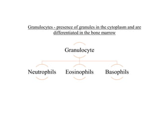 Granulocyte
Neutrophils Eosinophils Basophils
Granulocytes - presence of granules in the cytoplasm and are
differentiated in the bone marrow
 