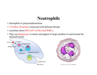 Neutrophils
• heterophils or polymorphonuclear
• 3-4 lobes of nucleus connected with delicate threads
• constitute about 60%-65% of the total WBCs.
• They are phagocytic in nature and appear in large numbers in and around the
infected tissues
 