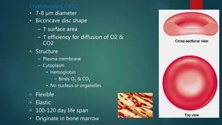 Erythrocytes / RBC
• 7-8 m diameter
• Biconcave disc shape
–  surface area
–  efficiency for diffusion of O2 &
CO2
• Flexible
• Elastic
• 100-120 day life span
• Originate in bone marrow
• Structure
– Plasma membrane
– Cytoplasm
• Hemoglobin
– Binds O2 & CO2
• No nucleus or organelles
 