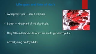 Life span and fate of rbc’s
• Average life span -- about 120 days.
• Spleen -- Graveyard of red blood cells.
• Daily 10% red blood cells, which are senile, get destroyed in
normal young healthy adults.
 
