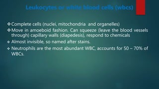 Leukocytes or white blood cells (wbcs)
Complete cells (nuclei, mitochondria and organelles)
Move in amoeboid fashion. Can squeeze (leave the blood vessels
through) capillary walls (diapedesis), respond to chemicals
 Almost invisible, so named after stains.
 Neutrophils are the most abundant WBC, accounts for 50 – 70% of
WBCs.
 