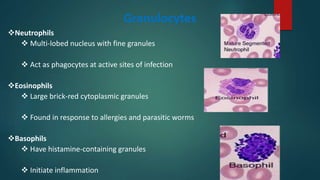 Granulocytes
Neutrophils
 Multi-lobed nucleus with fine granules
 Act as phagocytes at active sites of infection
Eosinophils
 Large brick-red cytoplasmic granules
 Found in response to allergies and parasitic worms
Basophils
 Have histamine-containing granules
 Initiate inflammation
 