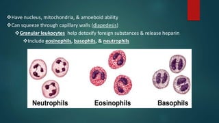 Have nucleus, mitochondria, & amoeboid ability
Can squeeze through capillary walls (diapedesis)
Granular leukocytes help detoxify foreign substances & release heparin
Include eosinophils, basophils, & neutrophils
 