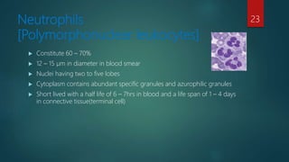 Neutrophils
[Polymorphonuclear leukocytes]
 Constitute 60 – 70%
 12 – 15 µm in diameter in blood smear
 Nuclei having two to five lobes
 Cytoplasm contains abundant specific granules and azurophilic granules
 Short lived with a half life of 6 – 7hrs in blood and a life span of 1 – 4 days
in connective tissue(terminal cell)
23
 