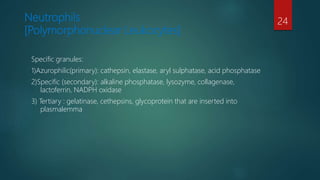 Neutrophils
[Polymorphonuclear Leukocytes]
Specific granules:
1)Azurophilic(primary): cathepsin, elastase, aryl sulphatase, acid phosphatase
2)Specific (secondary): alkaline phosphatase, lysozyme, collagenase,
lactoferrin, NADPH oxidase
3) Tertiary : gelatinase, cethepsins, glycoprotein that are inserted into
plasmalemma
24
 