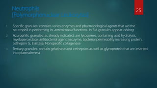 Neutrophils
[Polymorphonuclear Leukocytes]
1. Specific granules: contains varies enzymes and pharmacological agents that aid the
neutrophil in performing its antimicrobial functions. In EM granules appear oblong
2. Azurophilic granules: as already indicated, are lysosomes, containing acid hydrolysis,
myeloperoxidase, antibacterial agent lysozyme, bacterial permeability increasing protein,
cethepsin G, Elastase, Nonspecific collagenase
3. Tertiary granules: contain gelatinase and cethepsins as well as glycoprotein that are inserted
into plasmalemma
25
 