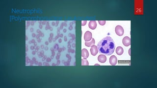 Neutrophils
[Polymorphonuclear Leukocytes]
26
 