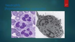 Neutrophils
[Polymorphonuclear Leukocytes]
27
 