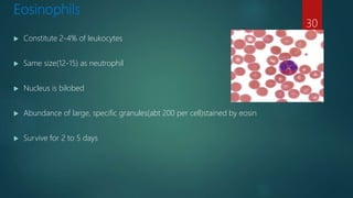 Eosinophils
 Constitute 2-4% of leukocytes
 Same size(12-15) as neutrophil
 Nucleus is bilobed
 Abundance of large, specific granules(abt 200 per cell)stained by eosin
 Survive for 2 to 5 days
30
 