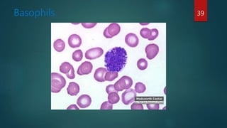 Basophils 39
 