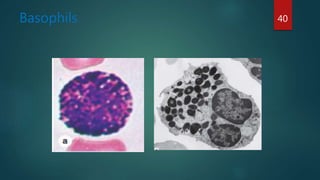 Basophils 40
 