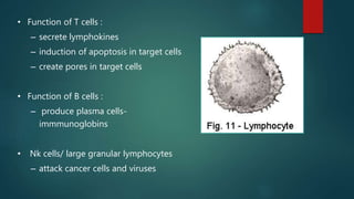 • Function of T cells :
– secrete lymphokines
– induction of apoptosis in target cells
– create pores in target cells
• Function of B cells :
– produce plasma cells-
immmunoglobins
• Nk cells/ large granular lymphocytes
– attack cancer cells and viruses
 