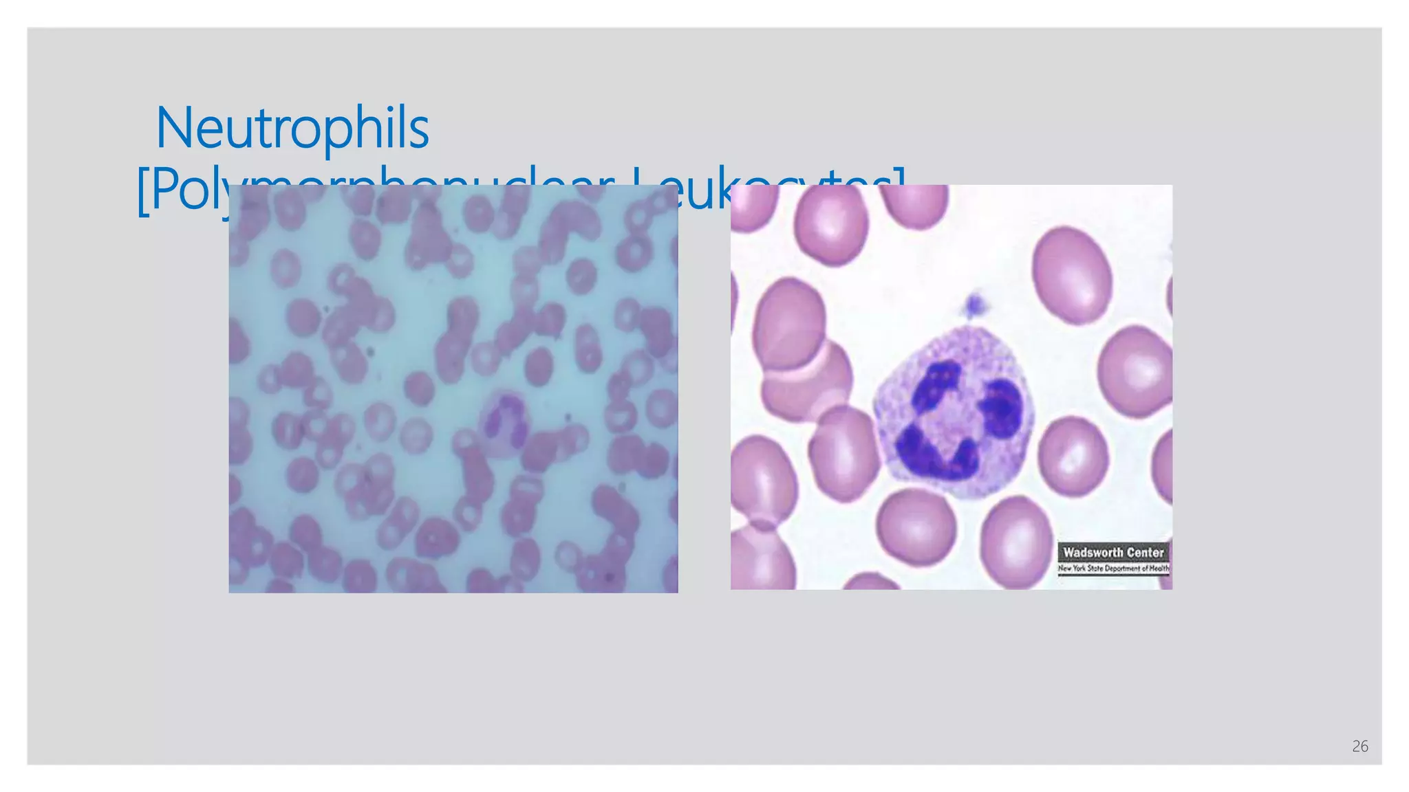 Blood and Its Components | PPTX