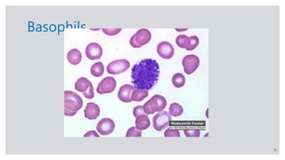 Basophils Rbc Blood and Its Components | PPTX