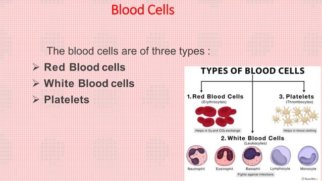 Blood visual data 8