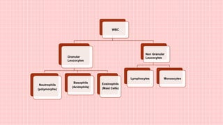 WBC
Granular
Leucocytes
Neutrophils
(polymorphs)
Basophils
(Acidophils)
Eosinophils
(Mast Cells)
Non Granular
Leucocytes
Lymphocytes Monoocytes
 