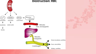 Destruction: RBC
 