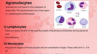 Agranulocytes
Granules are not found in the cytoplasm of
these cells. The agranulocytes are of two types:
(i) Lymphocytes (ii) Monocytes
i) Lymphocytes
These are about 20-25% of the total leucocytes.They produce antibodies during bacterial
and
viral infections.
ii) Monocytes
They are the largest of the leucocytes and are amoeboid in shape. These cells form 5 - 6 %
of
 